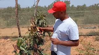 استمرار انقاذ اشجار الافوكادو المتضررة بالمغرب avocado|aguacate|alpucat