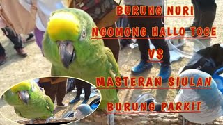 BURUNG NURI NGOMONG HALLO TOCE VS MASTERAN SIULAN BURUNG PARKIT @Haninovita23