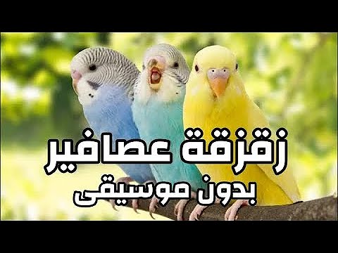 صوت زقزقة عصافير