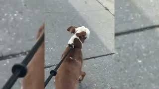 Tied up, covered in paint & human bite wounds by New York Bully Crew 5,391 views 2 years ago 3 minutes, 4 seconds