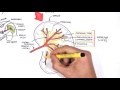 Spleen Anatomy And Physiology 