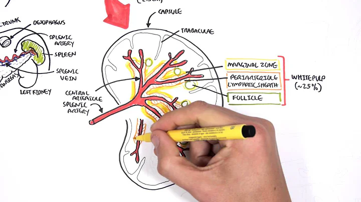 Spleen Anatomy and Physiology - DayDayNews