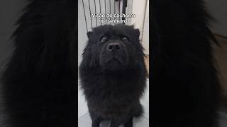 VISÃO DO HUMANO VS VISÃO DO CACHORRO 👀💩 #humor #funny #shorts