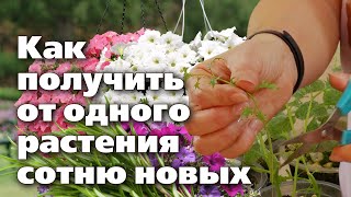 Размножение Однолетников.   Зеленое Зимнее Черенкование