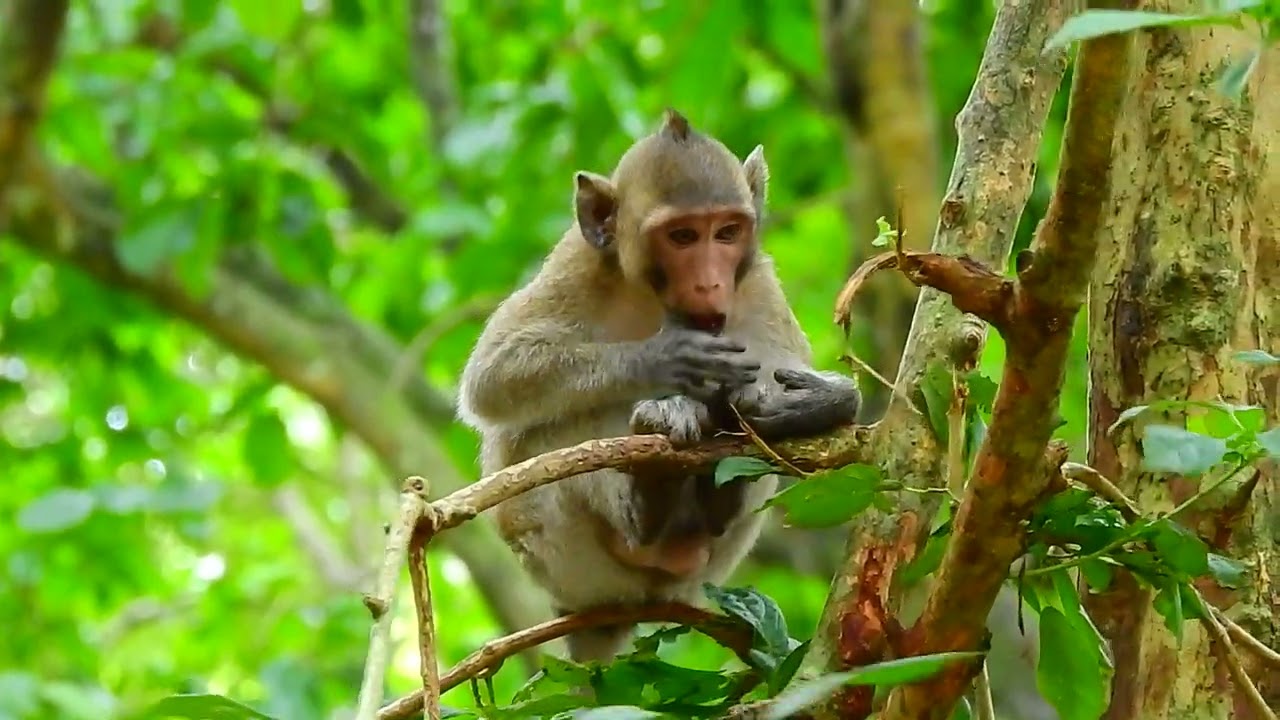 Looks Lovely big baby monkey on the tree find fruit, what bib baby name? 