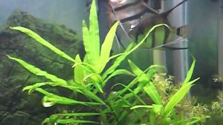 Angelfish Pair 2 Spawning (1).mov