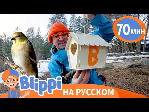 Видео: Какие бывают Птицы? | Блиппи на русском