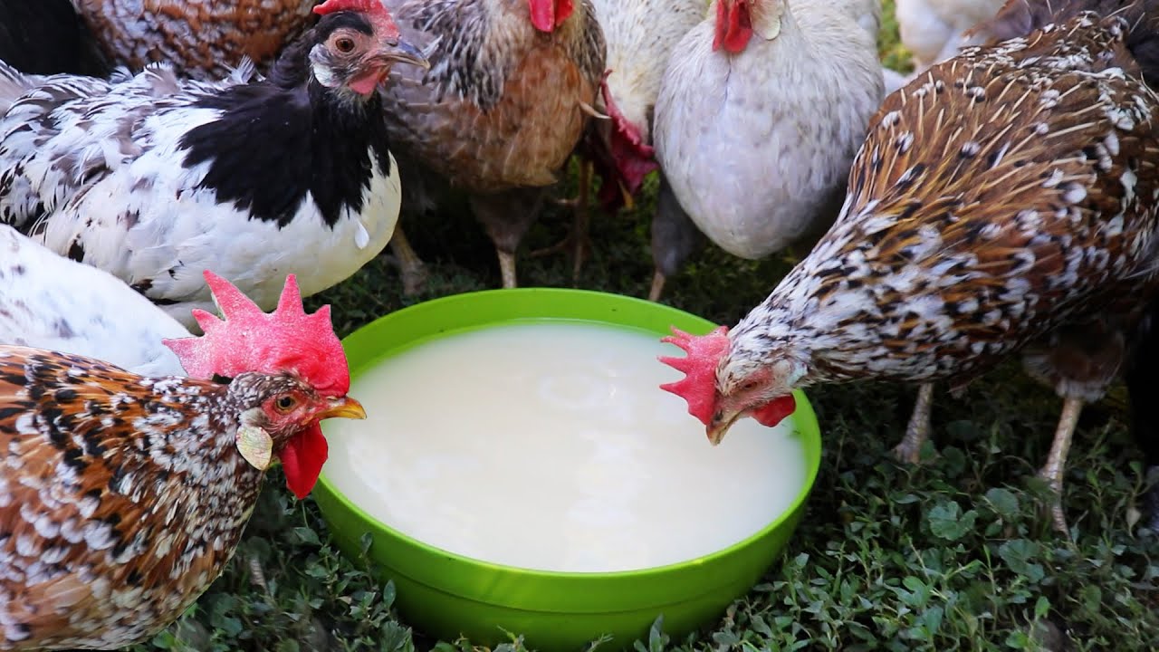 Natural Chicken Medicine Bread Yeast - Summer Cleaning on the Farm ...