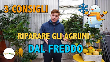 Quando mettere al riparo i limoni?