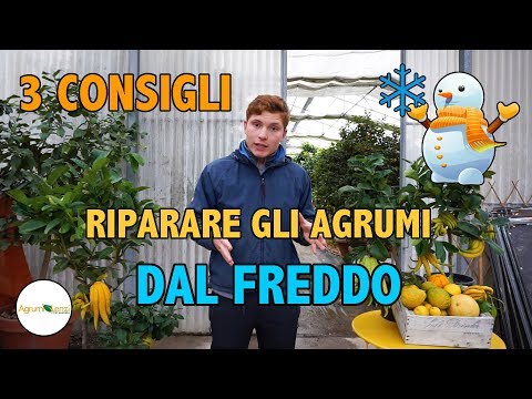 3 CONSIGLI per RIPARARE gli AGRUMI dal FREDDO - Agrumi Lenzi