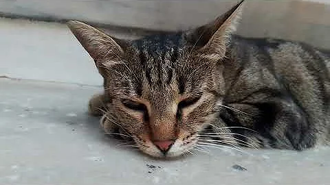 Video 2930341: cat sleeping beauty, cute black cat, cute kitten, funny cat, baby cats, kitty