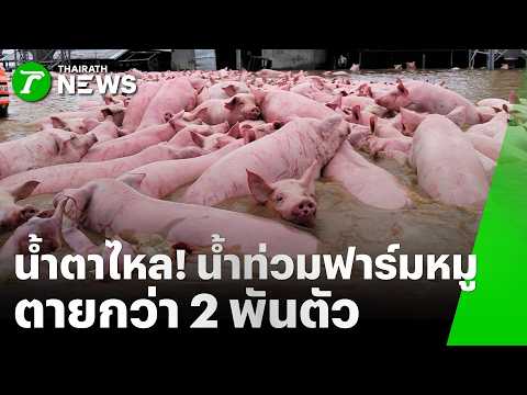Heartbreaking! Prachin Buri Floods Submerge Pig Farm for 7 Days, Over 2,000 Dead | Oct 5, 2026 | ...