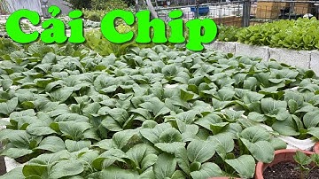 Trồng Cải Chip Tại Nhà Cực Dễ, Nhanh Được Thu Hoạch