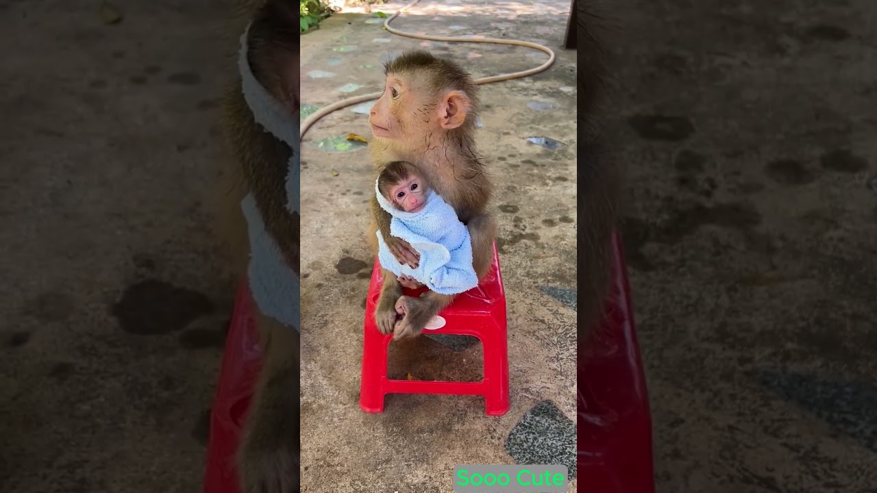 Baby monkey 