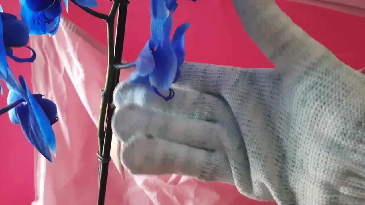 My orchid has the flowers wilting YouTube