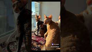 #cornishrexlove #rexcat #корнишрексымира #породыкошек #youtubeshorts #shorts #видеодлянастроения