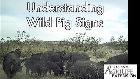 Understanding Wild Pig Signs