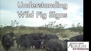 Understanding Wild Pig Signs
