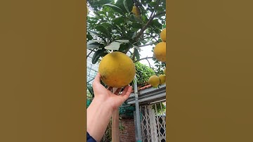 Cây Bưởi Diễn Sai Quả Dịp Tết #thuycongofficial #shorts #buoidien #buoitet