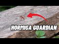 Hormigas cortando hojas / cáscaras / ARRIERAS / 𝗥𝗘𝗟𝗔𝗝𝗔𝗡𝗧𝗘𝗦 𝗘𝗟𝗘𝗖𝗧𝗥Ó𝗡𝗜𝗖𝗔 / hormiga asesina microscopio