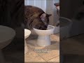Tap my profile link ➡️ Find under "Pet essential". Prevent cat whisker fatigue instantly