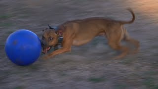 Pitbull vs Jolly Ball ! by K9 Swift 528 views 1 year ago 9 minutes, 46 seconds