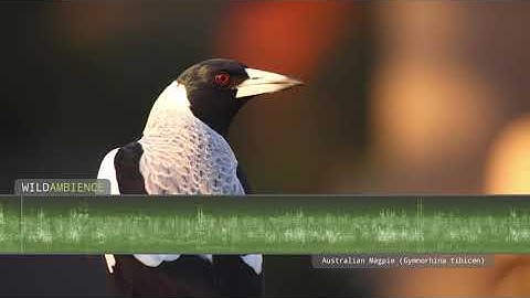Australian Magpie Song & Call  - The sounds of Australian magpies singing in the Aussie bush