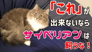 これが出来ない人には、サイベリアンは向いていません…If you can't do this, don't keep a Siberian cat【サイベリアンのラフィ#94】