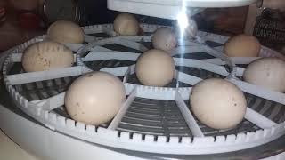 Incubation experiment