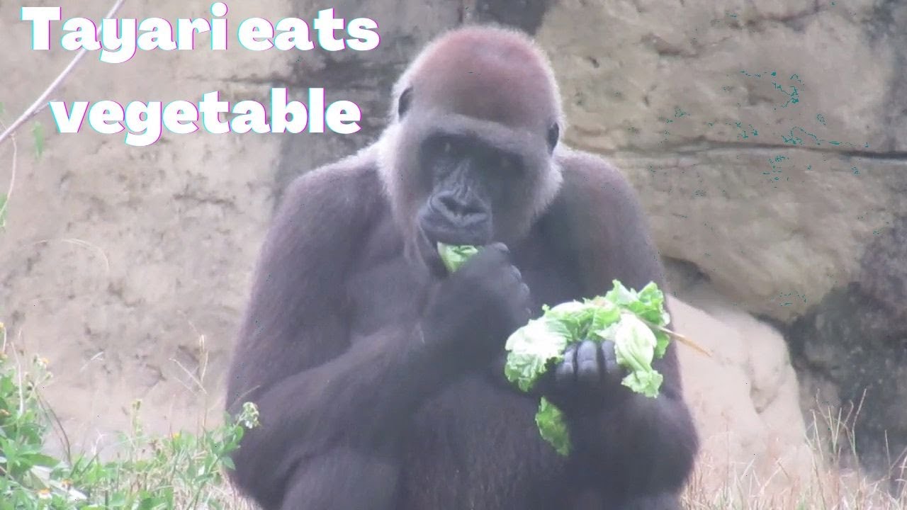 Gorilla Tayari eats vegetable. 25/08/2022 YouTube