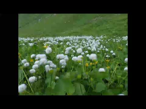 Video: Eriophorum-Wollgras: Informationen über Gemeines Wollgras