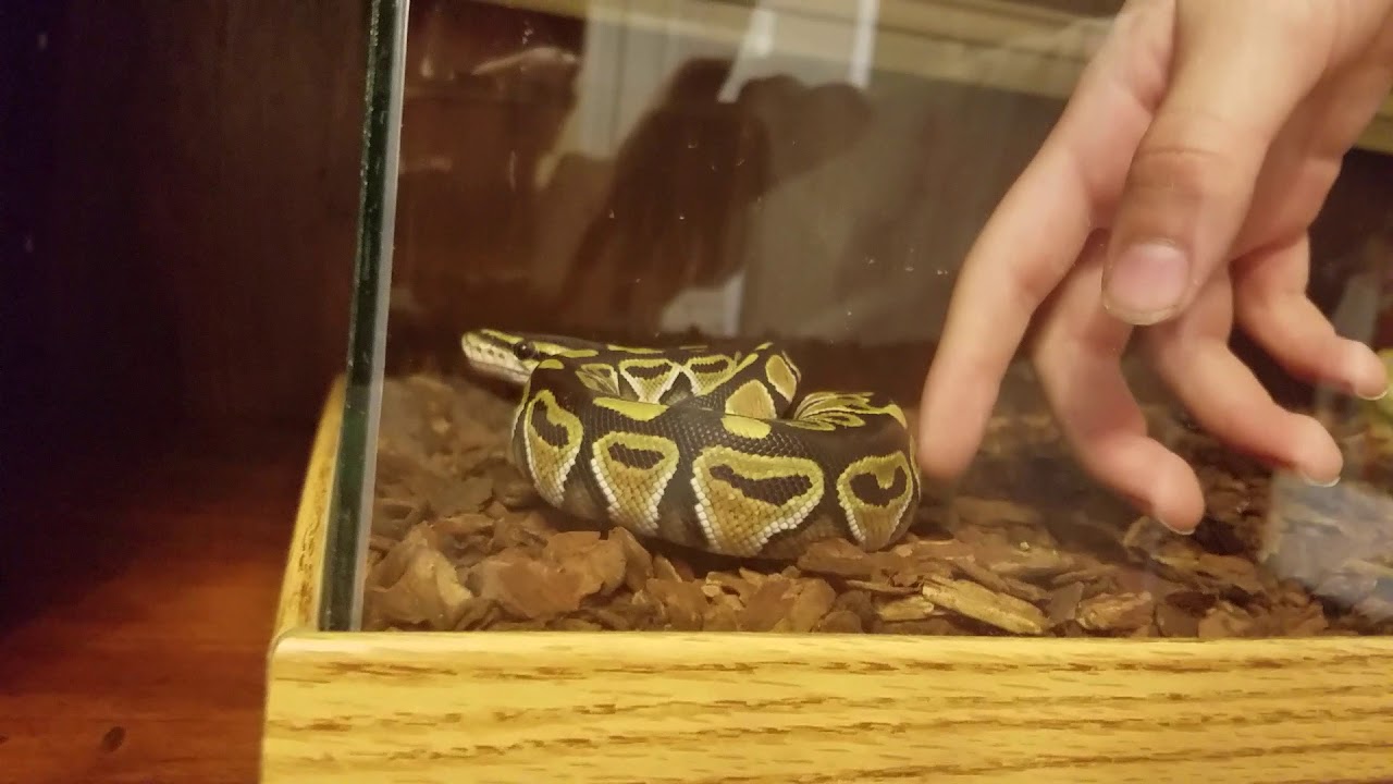 camera iphone 8 plus apk October reptile Tour Part 1
