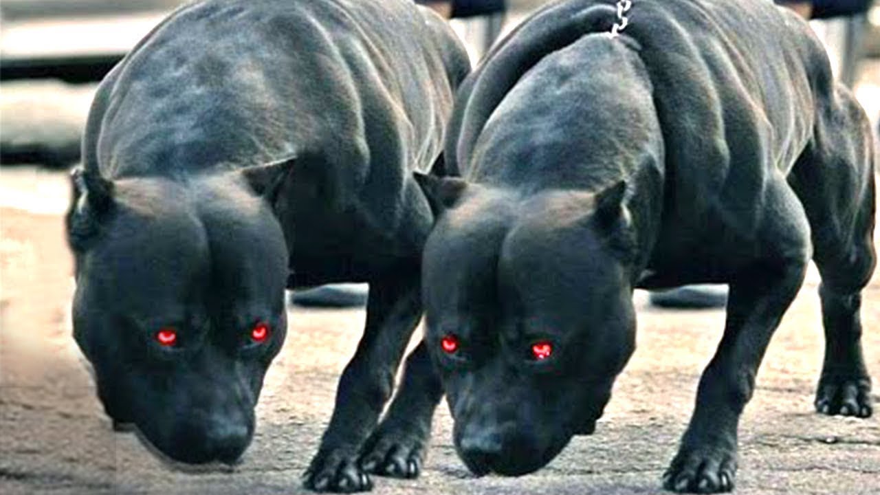 türkiyede yasak köpekler