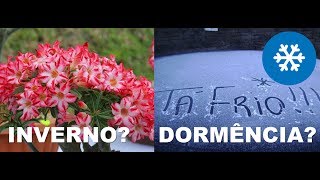 Cuidados com a Rosa do Deserto no Inverno para diminuir os efeitos da Dormência