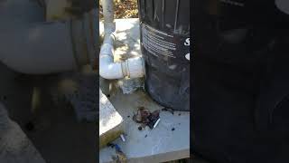 Pool filter fitting leak