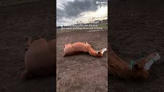 ⚠️! EHV-1 outbreak awareness!⚠️ #quarab #horse #horses #horsehealth #capcut #chestnutmare