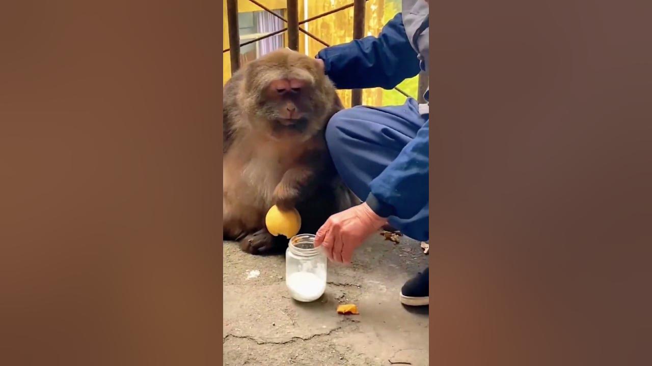 Monkey xing xing with one arm adopted by nun goes viral shorts 