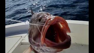 Little Offshore Action Out Of Sarasota - Grouper & Lane Snapper in 80' of Water