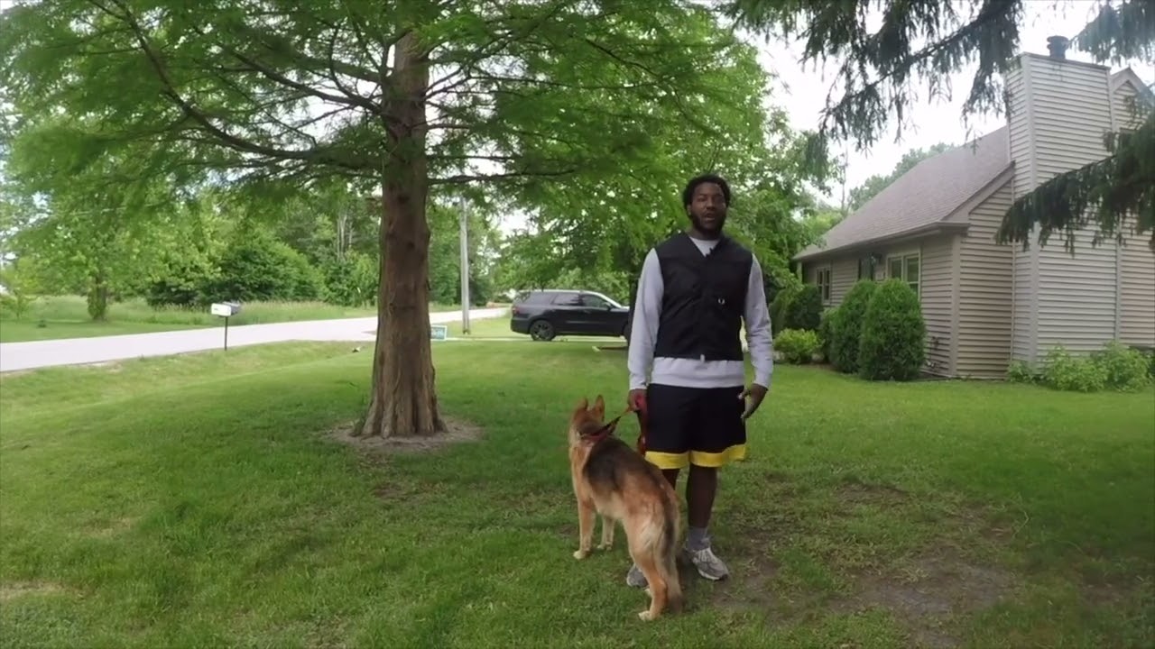 Why Does My Dog Keep Running Back and Forth in the Yard? 