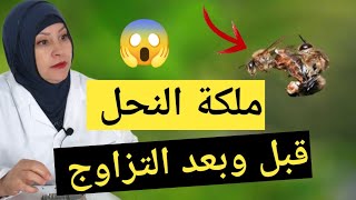 ملكة النحل قبل وبعد التزاوج الأستاذة بوري تربية النحل