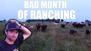 I RAN OVER a Baby Calf! by Farm & Hammer 11,020 views 10 months ago 10 minutes, 38 seconds