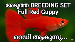 അടുത്ത BREEDING SET Full Red Guppy 
