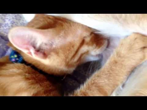 犬のおっぱいを吸う子猫 ビビ＆コテツ Part2