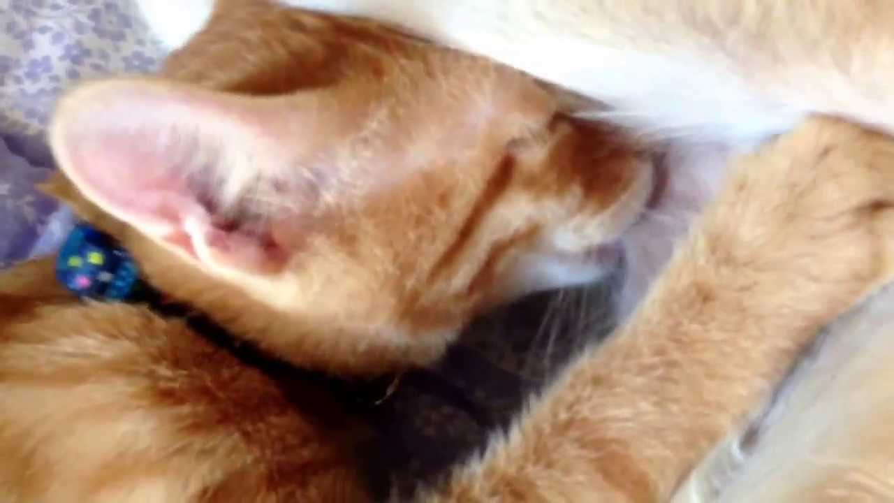 犬のおっぱいを吸う子猫 ビビ＆コテツ Part2