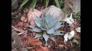 Growing Agave plants in the North is easy