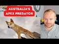 Rob Reacts to... Dingo: The King of Australia