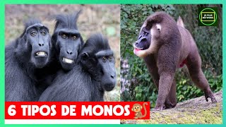 🐒6 Types of Monkeys🐵 Monkey Species🐒