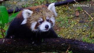 雨でも元気！赤ちゃんレッサーパンダ~Red Panda Baby in the rain
