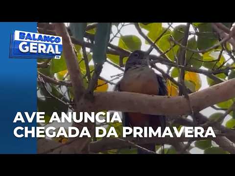 Rufous-bellied thrush symphony is considered the 'alarm clock' announcing the arrival of the new ...