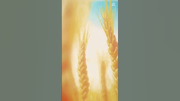 Thumbnail of Beauty of Vinland Saga || Song- Chubina.ge || #anime #vinlandsaga #aesthetic